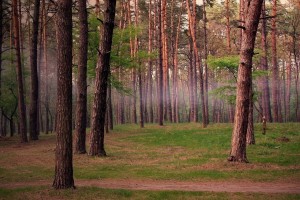 世界体操团体赛赛场评分回放系统用户培训手册第二版发布，体操世界级比赛
